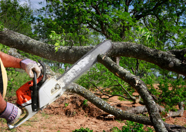 Lawn Renovation and Restoration in Cloverdale, VA